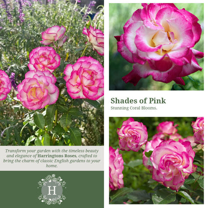 Handel Rose