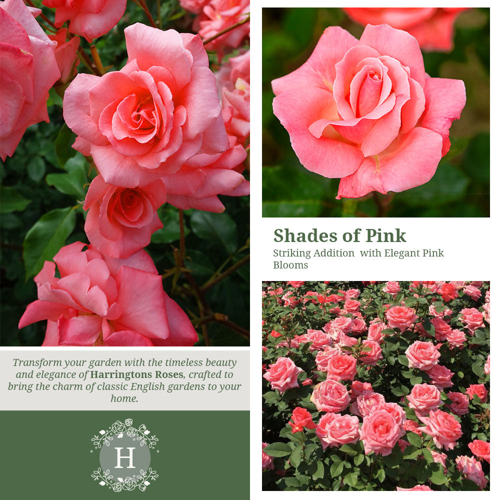 Rosa Congratulations