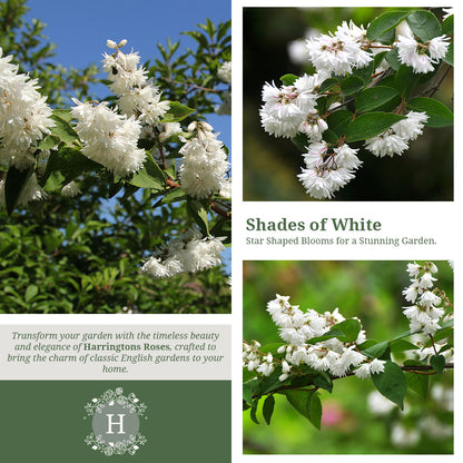 Rosa Deutzia Scabia
