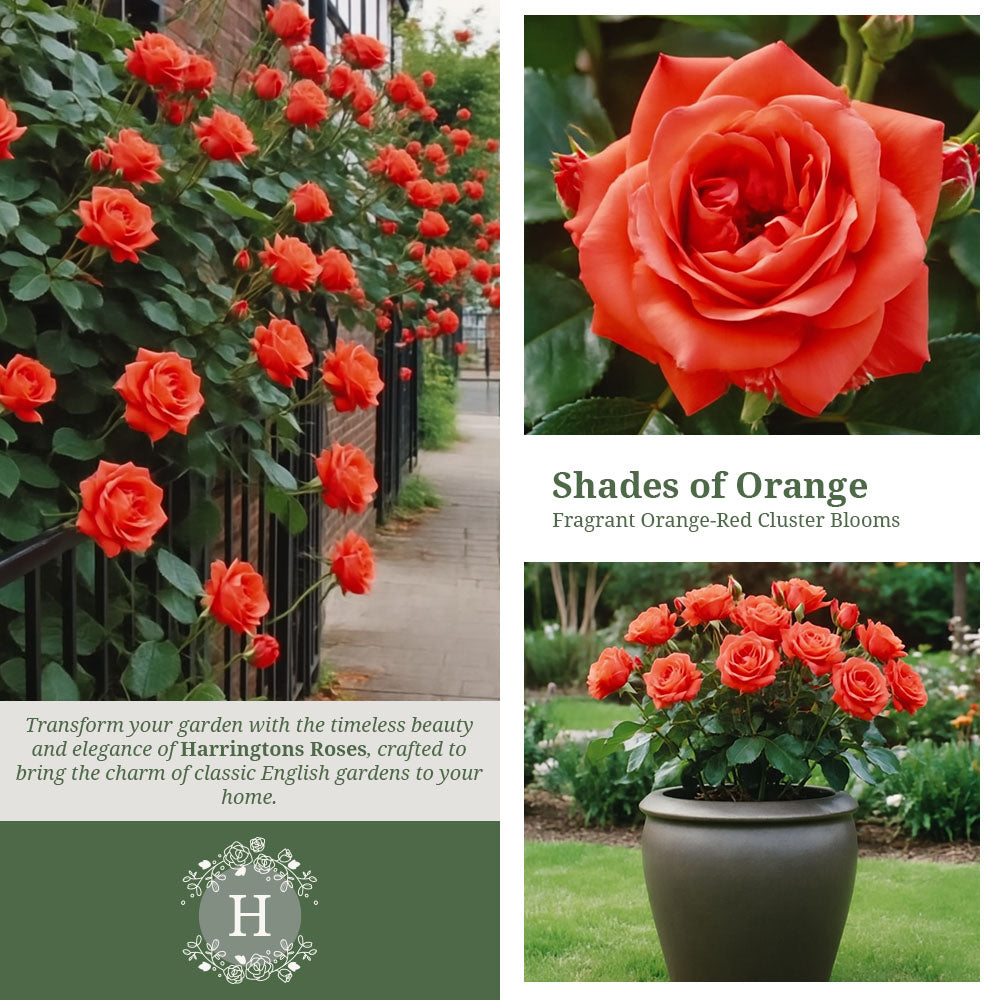 Rosa Orange Sensation