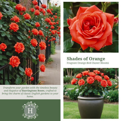 Rosa Orange Sensation