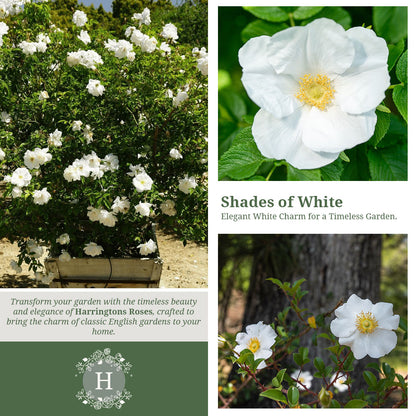 Rosa Rugosa Alba