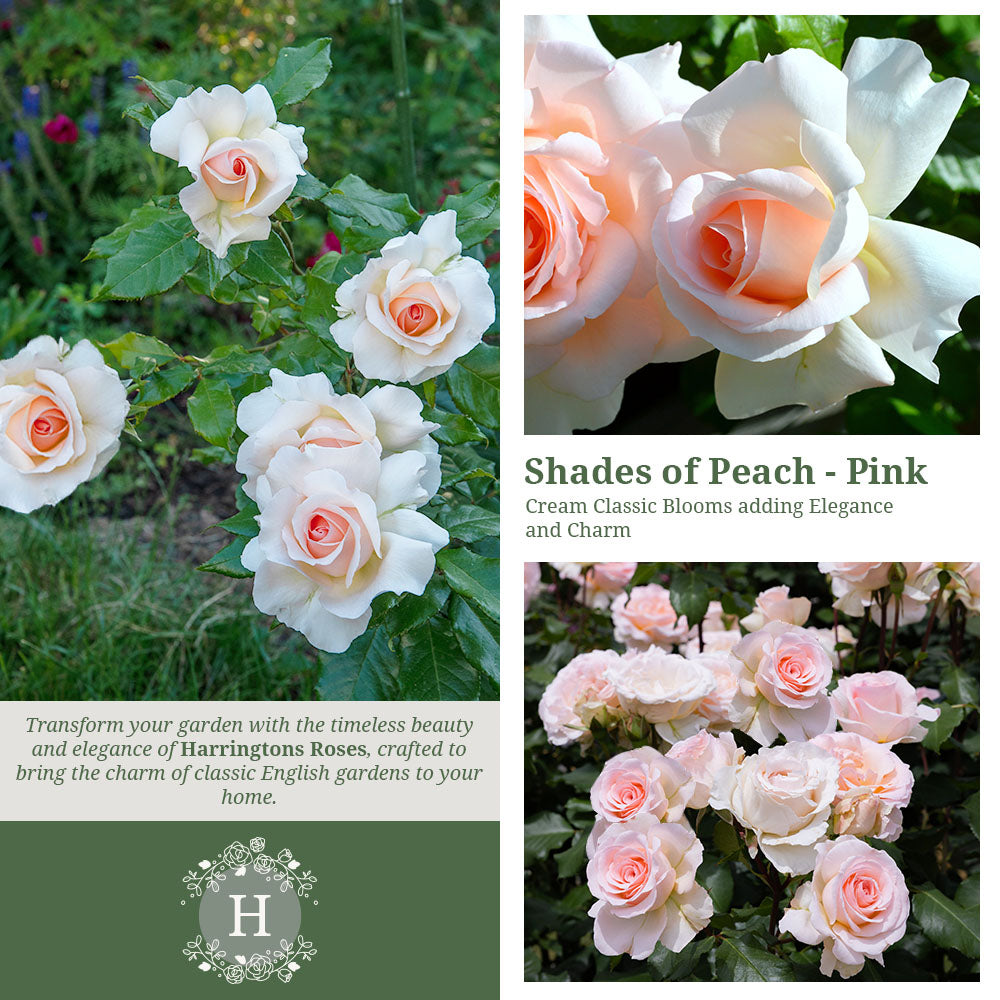 Rosa Chandos Beauty