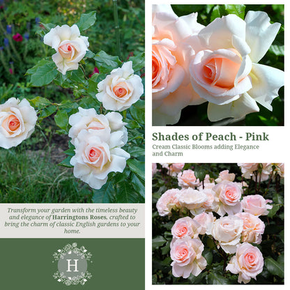 Rosa Chandos Beauty