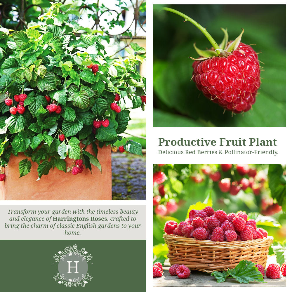 Raspberry Mailing Jewel