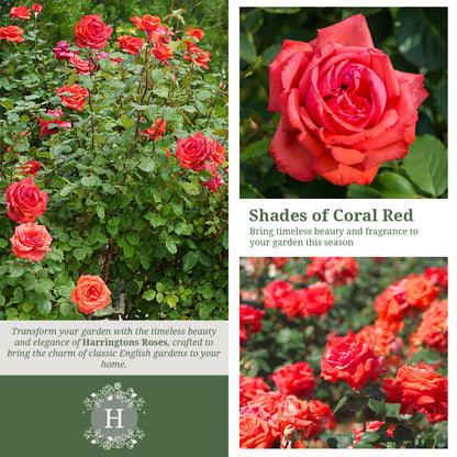 Rosa 'Fragrant Cloud'