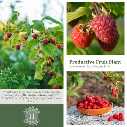 Raspberry ‘Autumn Bliss'