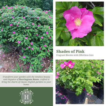 Rosa Rugosa Deep Pink