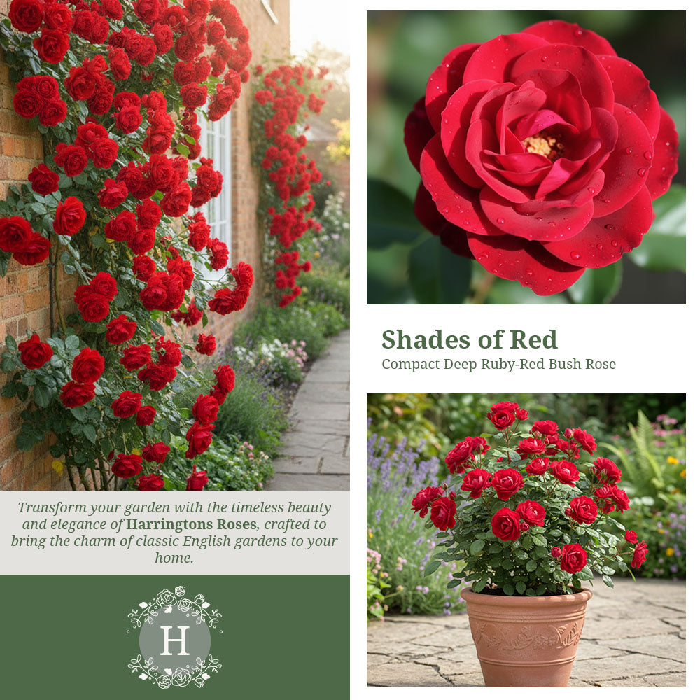 Rosa Ruby Anniversary