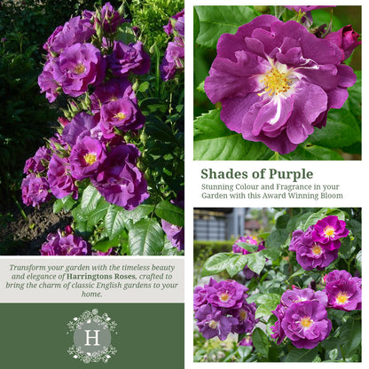 Rosa Rhapsody in Blue