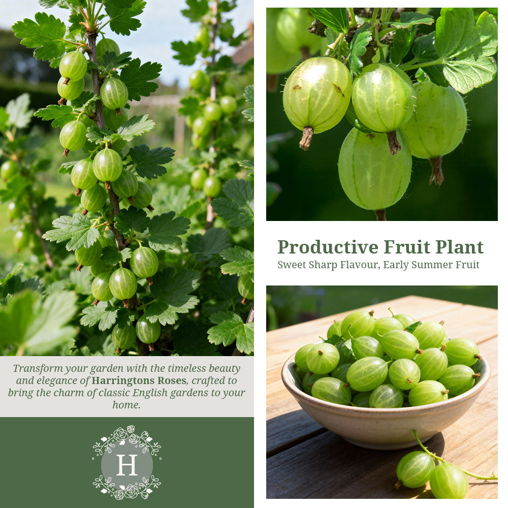 Gooseberry ‘Careless’