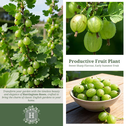 Gooseberry ‘Careless’