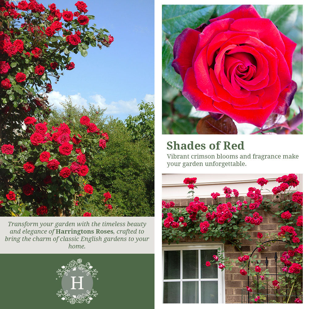 Guinee Rose