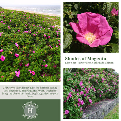 Rosa Rugosa 'Rubra'