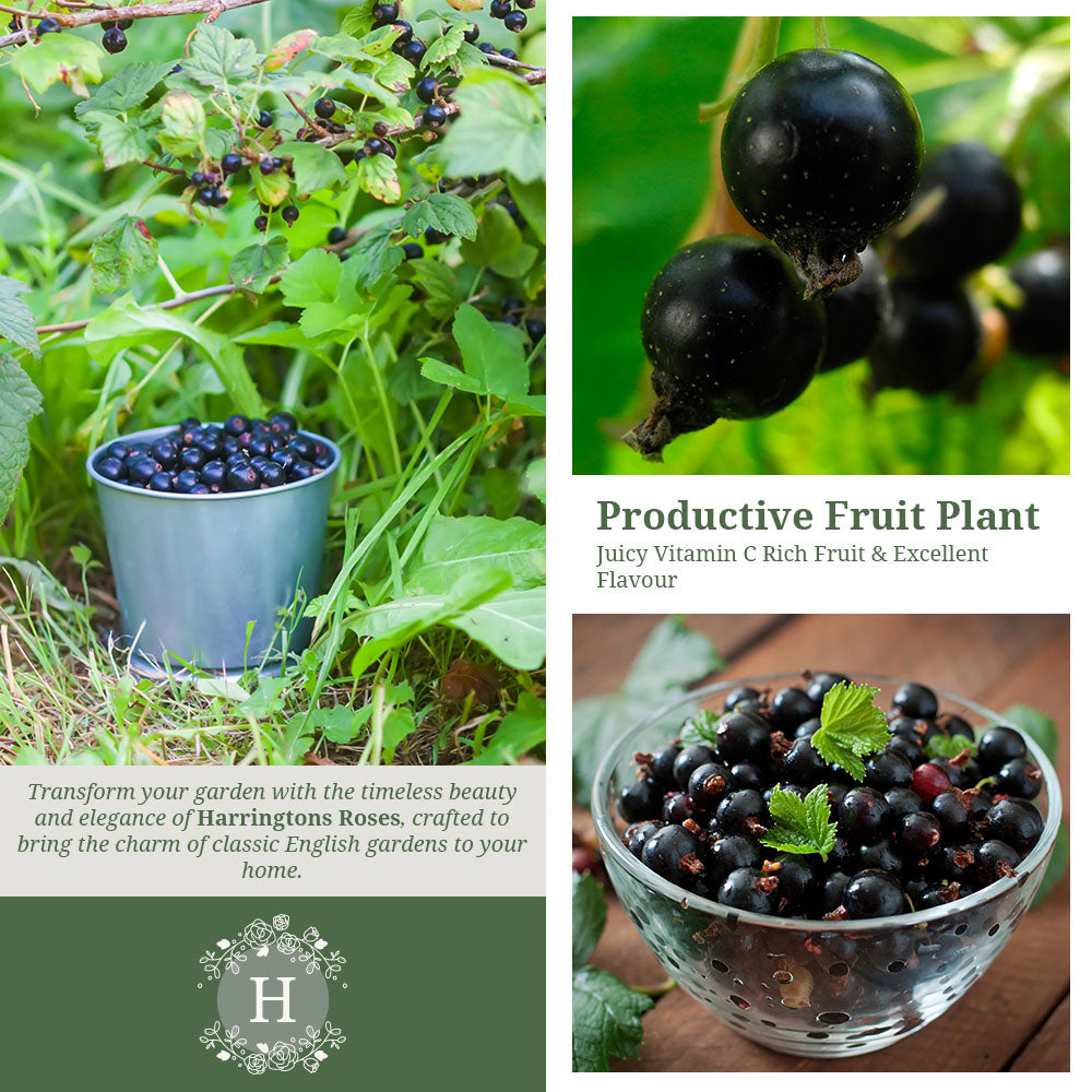 Blackcurrant Ben Nevis