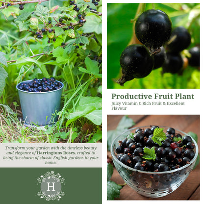 Blackcurrant Ben Nevis