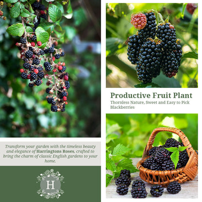 Blackberry Evergreen Thornless