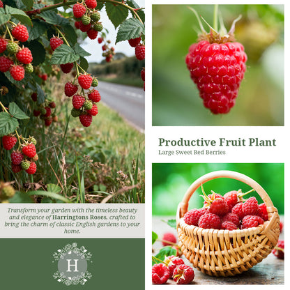 Raspberry 'Tulameen'