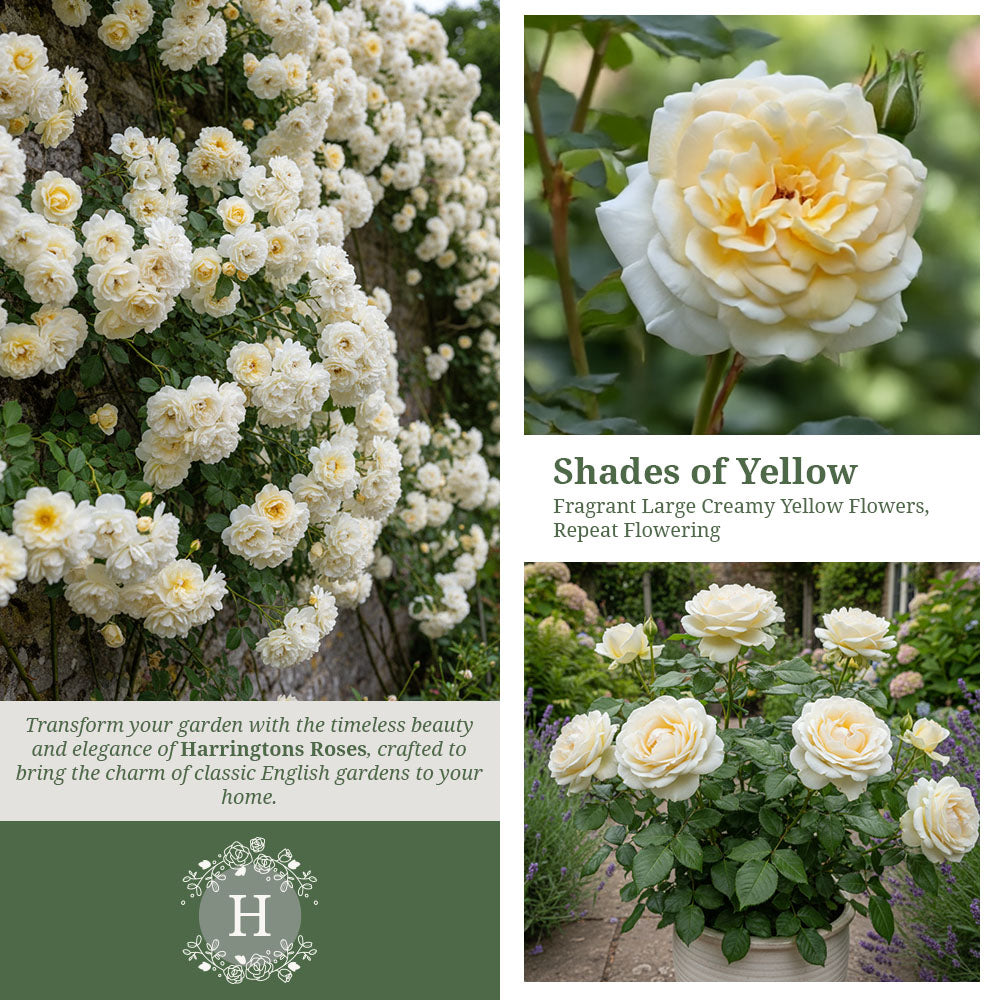 Rosa Creme De La Creme