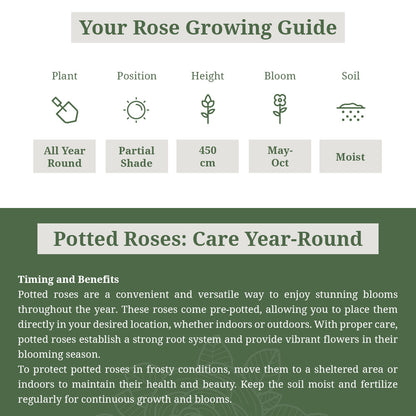 'Albertine' Rose