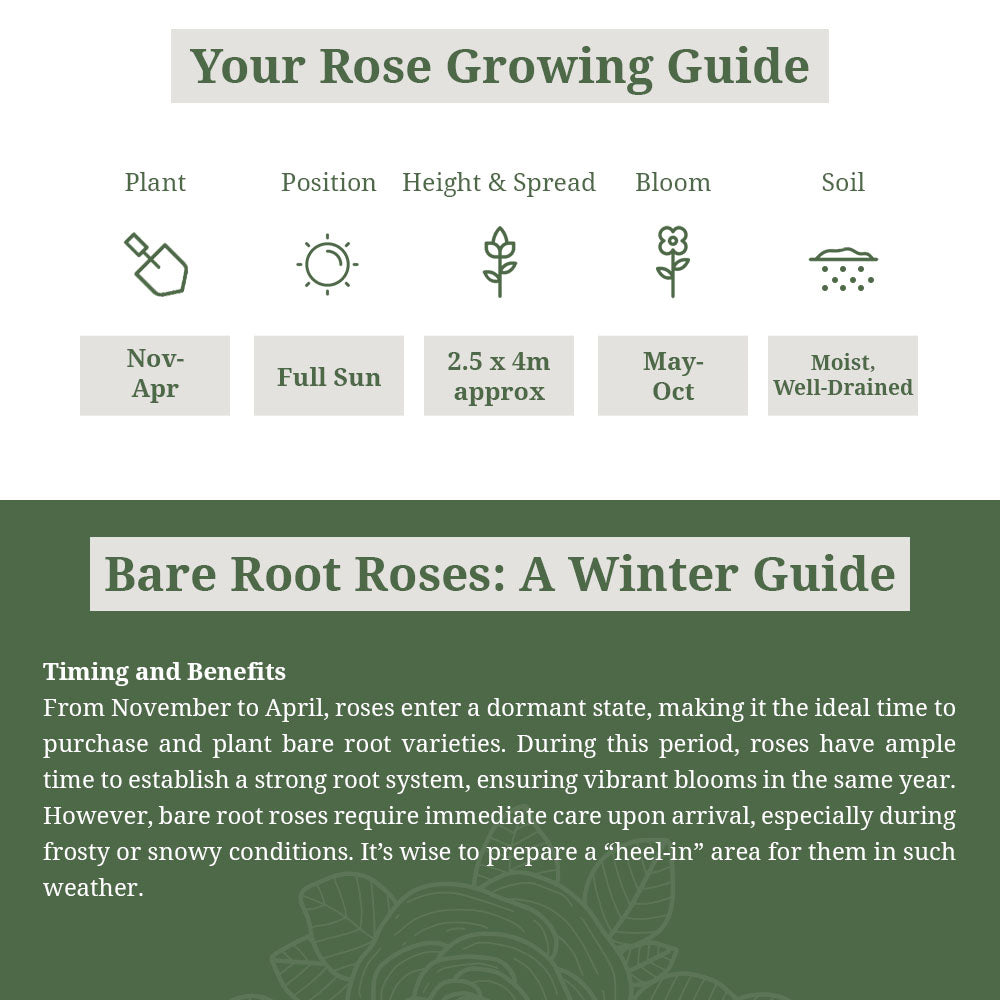 Cornus Alba Elegantissima