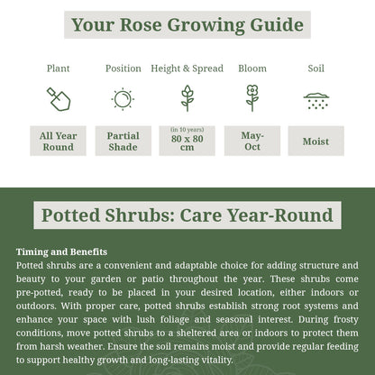 Rosa Spirea Goldflame