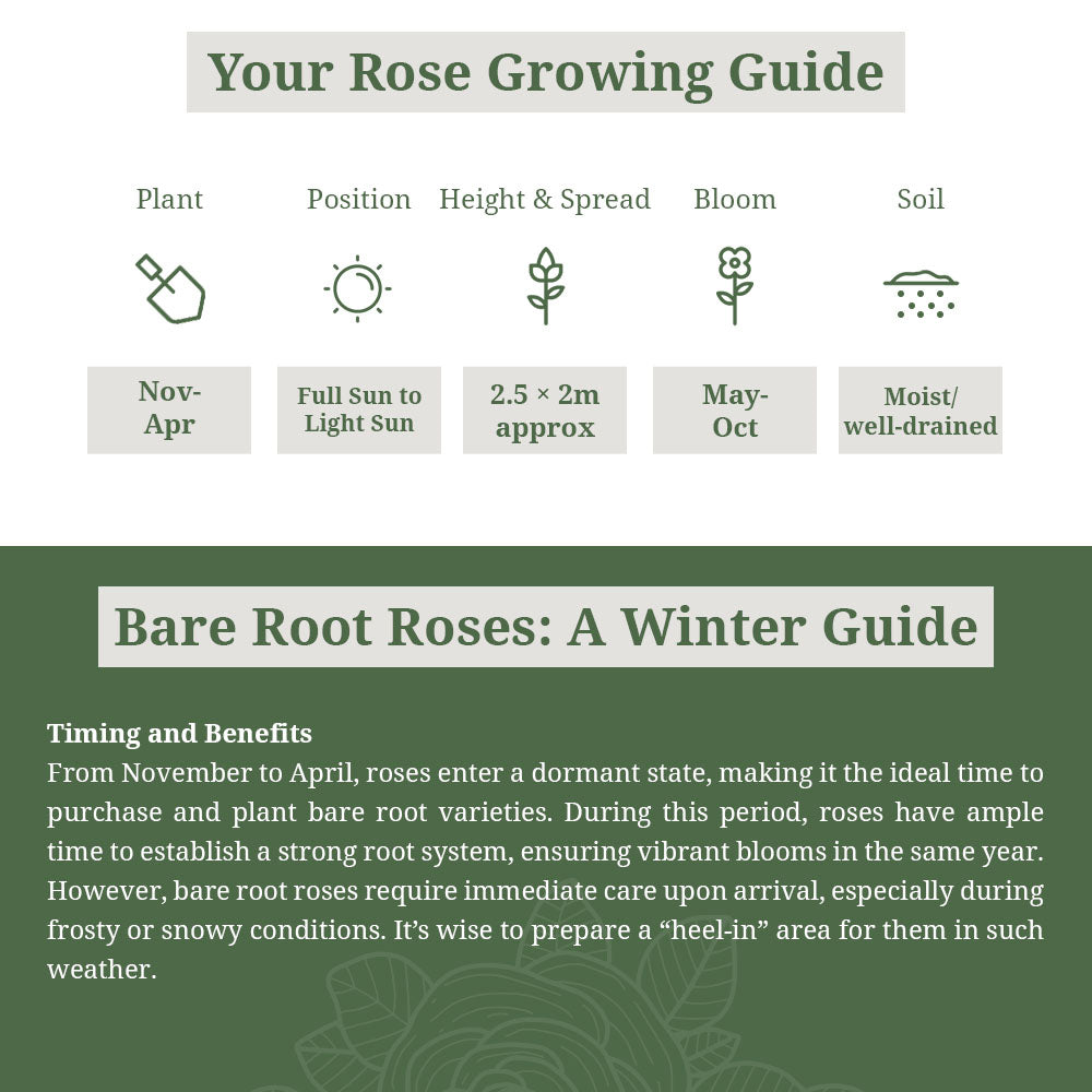 Philadelphus Virginal