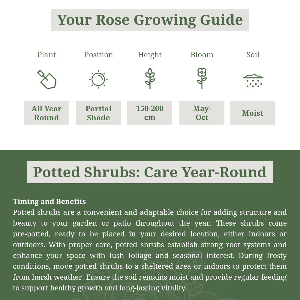 Rosa Rugosa Deep Pink