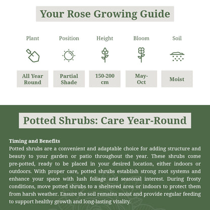 Rosa Rugosa Deep Pink