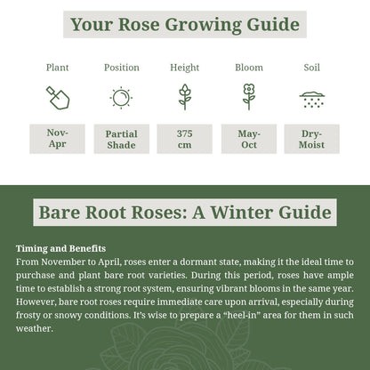Rosa Paul’s Scarlet