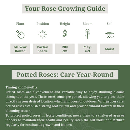 Golden Showers Rose