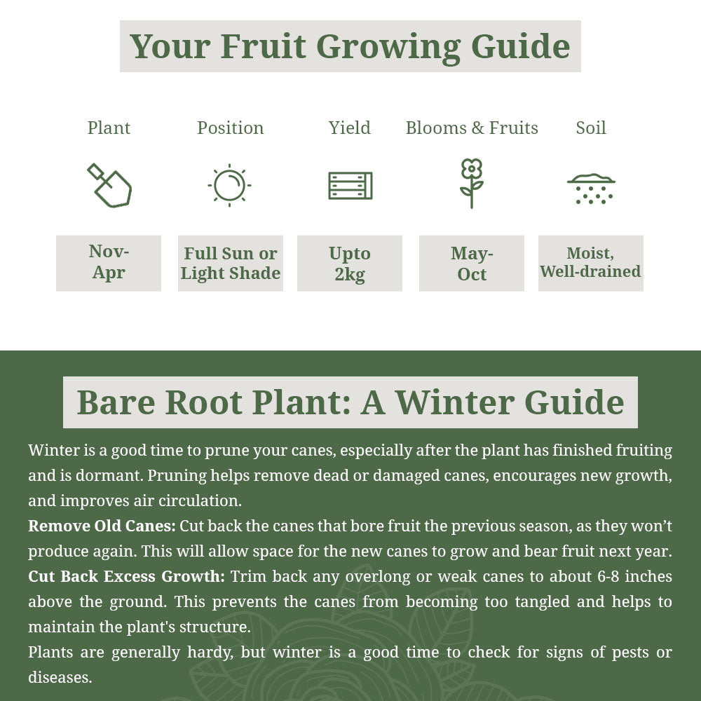 Gooseberry ‘Careless’