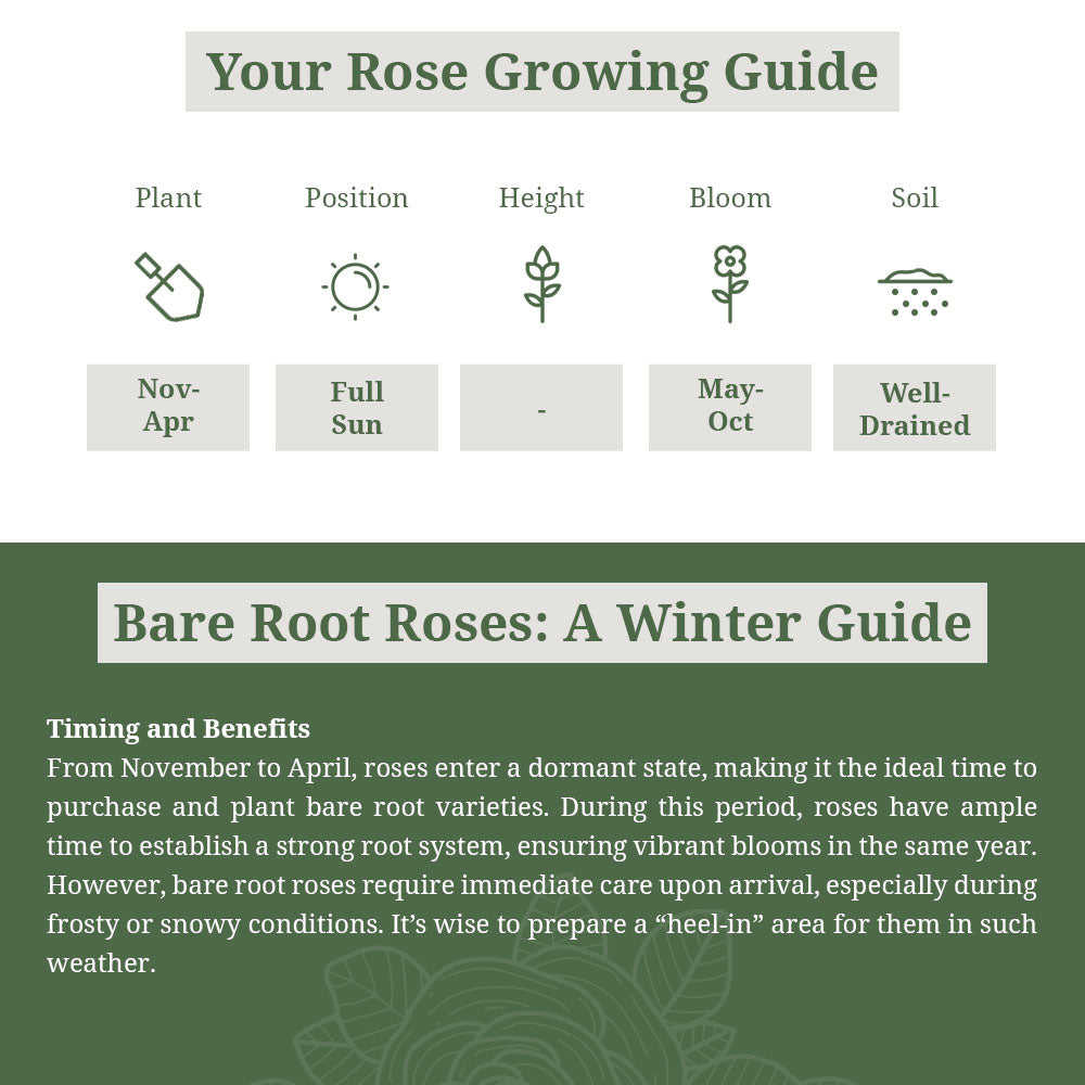 Rosa Tequila Sunrise