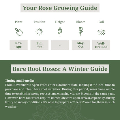 Rosa Tequila Sunrise