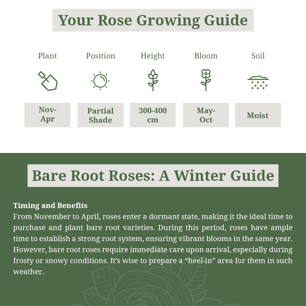 'Masquerade' Rose