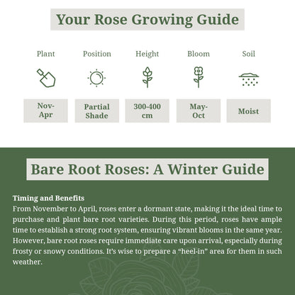 'Masquerade' Rose