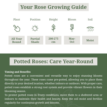 Guinee Rose