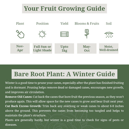 Raspberry 'Tulameen'