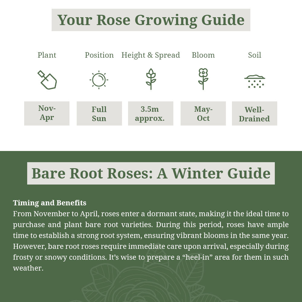 Rosa Creme De La Creme