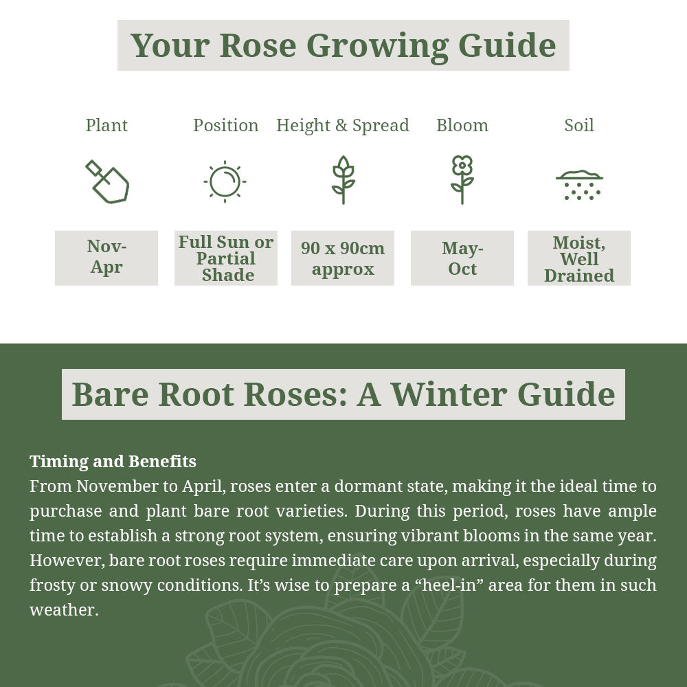 Sanguinea Midwinter Fire