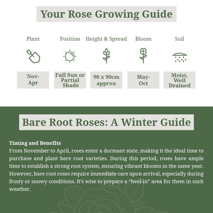 Sanguinea Midwinter Fire