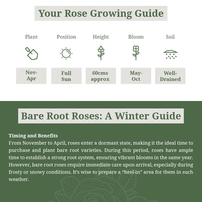 Rosa Ruby Anniversary