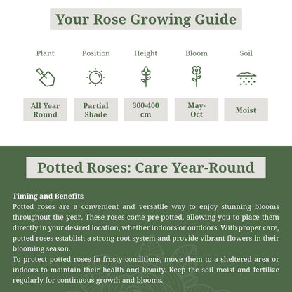 'Masquerade' Rose