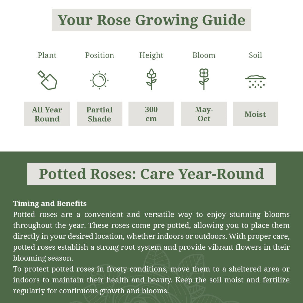 Compassion Rose