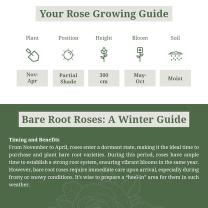 Compassion Rose