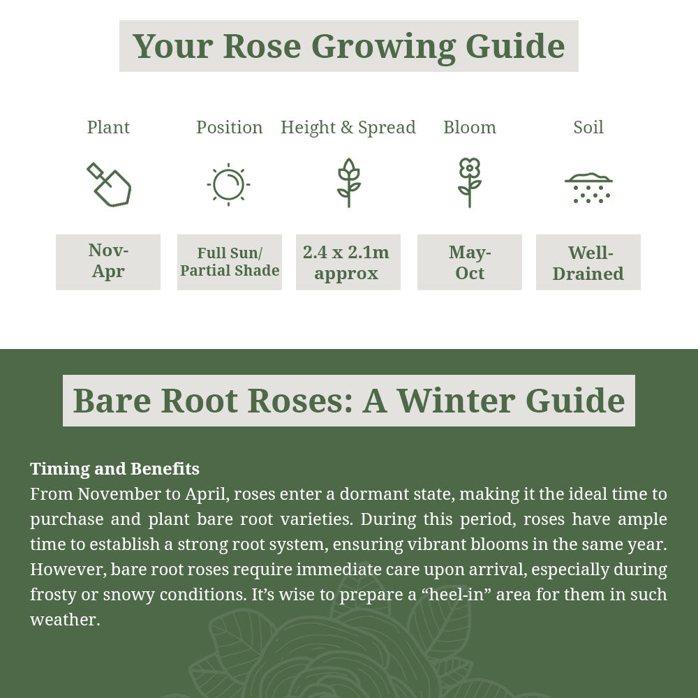 Ligustrum Ovalifolium