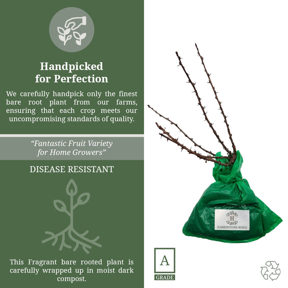 Raspberry 'Tulameen'