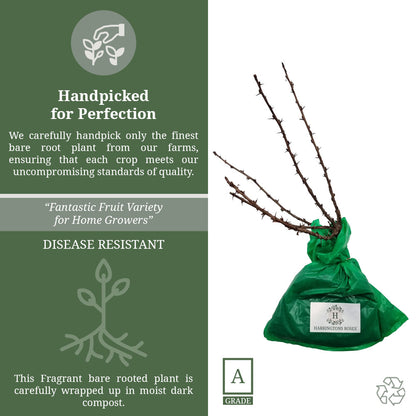 Raspberry 'Tulameen'