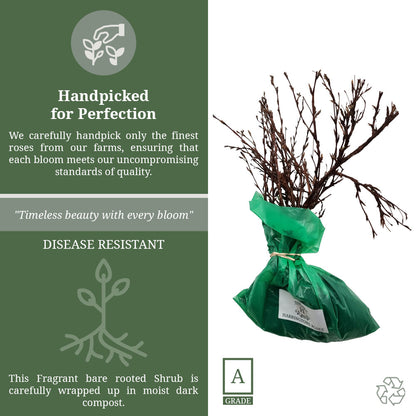 Forsythia Lynwood Variety