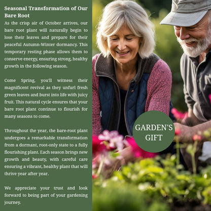 White Currant ‘White Versailles'